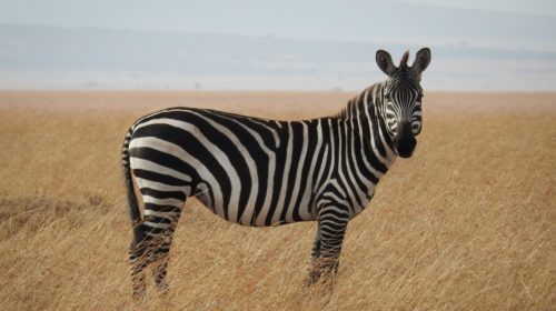 profils zèbres en entreprise